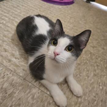 Biscuit -  Domestic Short Hair Cat for Adoption in Warr Acres, Oklahoma - Biscuit | PetCurious