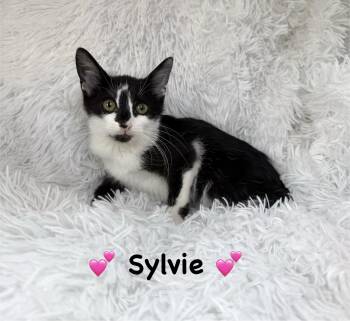Sylvie -  Domestic Short Hair Cat for Adoption in Copley, Ohio - Sylvie | PetCurious