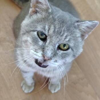 Maverick -  Tabby and Domestic Short Hair Cat for Adoption in Montour Falls, New York - Maverick | PetCurious