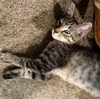 Atigun/Abe -  Tabby Cat for Adoption in Palmer, Alaska - Atigun/Abe | PetCurious