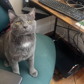 Limerick -  Domestic Short Hair Cat for Adoption in Evanston, Illinois - Limerick | PetCurious