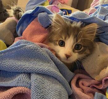 Hawk -  Domestic Medium Hair Cat for Adoption in Maineville, Ohio - Hawk | PetCurious