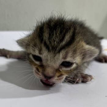 Butterfinger -  Domestic Short Hair Cat for Adoption in Tampa, Florida - Butterfinger | PetCurious