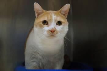 Big Boy -  Domestic Short Hair Cat for Adoption in New Milford, Connecticut - Big Boy | PetCurious