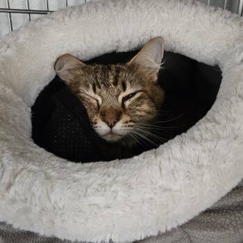 Domestic Medium Hair Cats Available for Adoption in The Dalles, Oregon - Gem | PetCurious