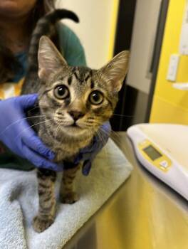 Kaluah -  Domestic Short Hair Cat for Adoption in Raleigh, North Carolina - Kaluah | PetCurious