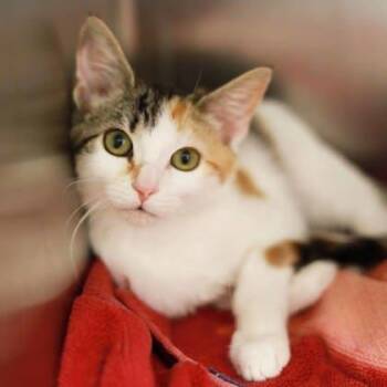 Rescue Domestic Medium Hair Cats for Adoption in Atlanta, Georgia - Trixie | PetCurious