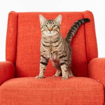 Domestic Short Hair Cats Available for Adoption in Fort Worth, Texas - Bullet | PetCurious