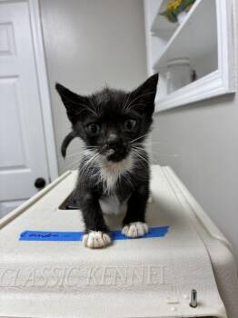 Zippity -  Domestic Short Hair Cat for Adoption in Marietta, Georgia - Zippity | PetCurious