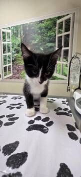 Domestic Short Hair Cats Available for Adoption in Lancaster, Pennsylvania - Squeak | PetCurious