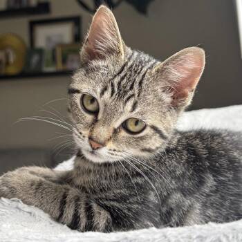 Splash -  Domestic Short Hair Cat for Adoption in Pontiac, Michigan - Splash | PetCurious