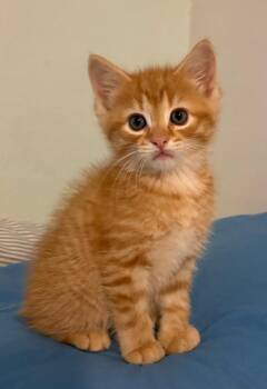 Domestic Short Hair Cats Available for Adoption in Rochester, Indiana - Bronco | PetCurious