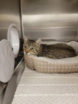 Milo -  Domestic Short Hair Cat for Adoption in Fergus Falls, Minnesota - Milo | PetCurious