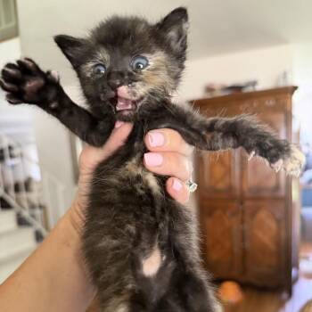 Domestic Short Hair Cats Available for Adoption in Tustin, California - Biscuit | PetCurious
