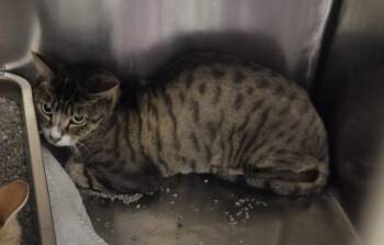 PATRICK -  Domestic Short Hair Cat for Adoption in Decatur, Illinois - PATRICK | PetCurious
