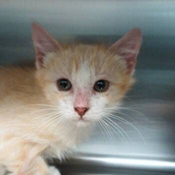 Rescue Domestic Medium Hair Cats for Adoption in Reno, Nevada - Instagram | PetCurious