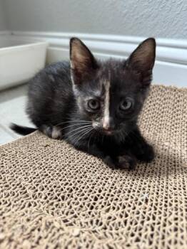 Rescue Domestic Short Hair and Tortoiseshell Cats for Adoption in Liverpool, Texas - Oreo | PetCurious