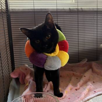 Olive -  Domestic Short Hair Cat for Adoption in North Huntingdon, Pennsylvania - Olive | PetCurious