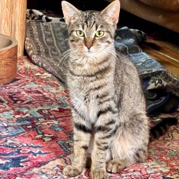Planet -  Domestic Short Hair Cat Available for Adoption in Evanston, Illinois - Planet | PetCurious