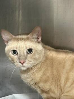 Bunny -  Domestic Short Hair Cat for Adoption in Largo, Florida - Bunny | PetCurious