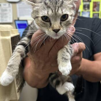 Sinclair Shelly & BP -  Domestic Short Hair Cat for Adoption in Clifton, New Jersey - Sinclair Shelly & BP | PetCurious
