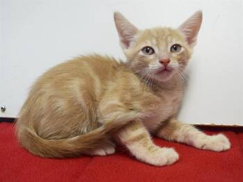 SOUTH -  Domestic Short Hair Cat for Adoption in Sacramento, California - SOUTH | PetCurious