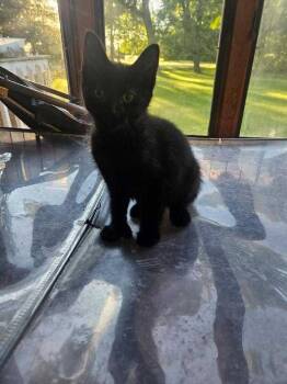 Buckeye -  Domestic Short Hair Cat for Adoption in Bowling Green, Ohio - Buckeye | PetCurious