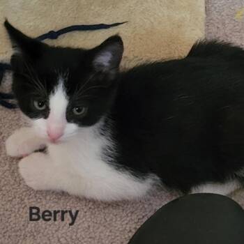Domestic Short Hair Cats Available for Adoption in Naperville, Illinois - Berry | PetCurious