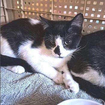 Rescue Domestic Short Hair Cats for Adoption in Millcreek, Utah - Luisa | PetCurious