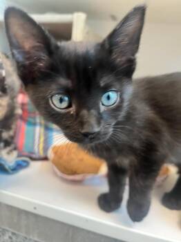 Domestic Short Hair Cats Available for Adoption in Manassas, Virginia - Riley (ID 50895/1059) | PetCurious