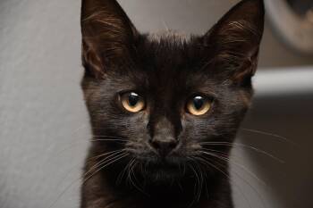 Henry -  American Shorthair Cat for Adoption in Naples, Florida - Henry | PetCurious