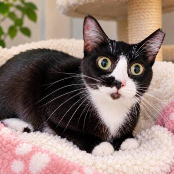 Domino 1501Vandiver213- 15 -  Domestic Short Hair Cat for Adoption in Columbia, Missouri - Domino 1501Vandiver213- 15 | PetCurious