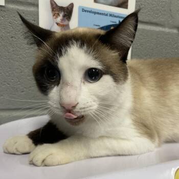 Rasputin -  Domestic Short Hair Cat for Adoption in Allentown, Pennsylvania - Rasputin | PetCurious