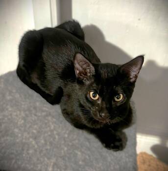 Zues -  Domestic Short Hair Cat for Adoption in Fort Myers, Florida - Zues | PetCurious