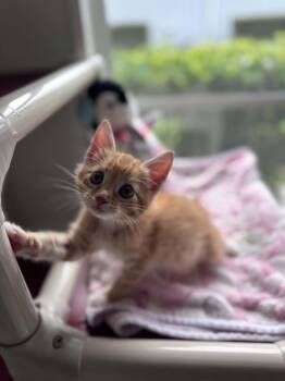 Magmar -  Domestic Short Hair Cat Available for Adoption - Magmar | PetCurious