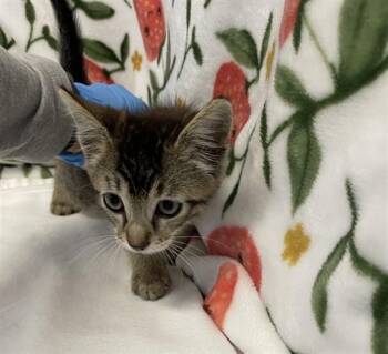 NECTAR -  Domestic Short Hair Cat for Adoption in San Jose, California - NECTAR | PetCurious