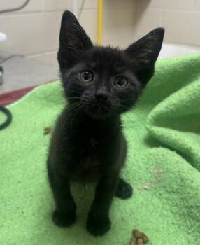 Day Bed -  Domestic Short Hair Cat for Adoption in Westland, Michigan - Day Bed | PetCurious