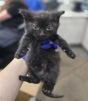 Domestic Short Hair Cats Available for Adoption in Dallas, Texas - ISADORA | PetCurious