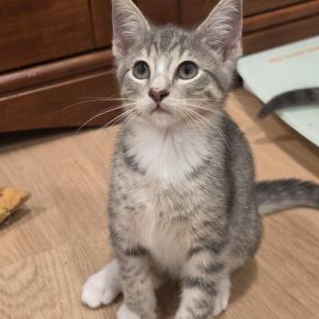 Kobe -  Tabby Cat Available for Adoption in Lawrenceville, Georgia - Kobe | PetCurious