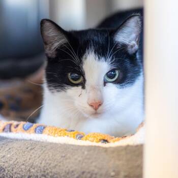 Domestic Short Hair Cats Available for Adoption in Wilmington, Delaware - Zane (Bonded With Pony Boy) | PetCurious