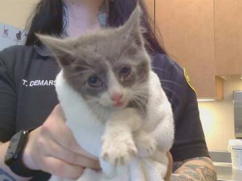 A920210 -  Domestic Short Hair Cat Available for Adoption in Sacramento, California - A920210 | PetCurious