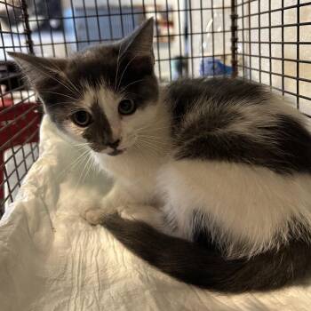 IVHS-Stray-140301 -  Domestic Short Hair Cat for Adoption in San Gabriel, California - IVHS-Stray-140301 | PetCurious