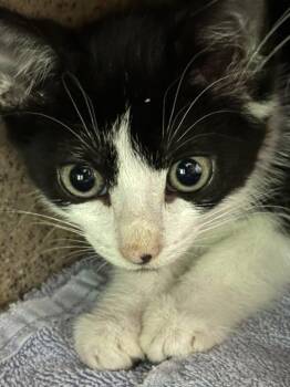 Ozark -  Domestic Short Hair Cat for Adoption in Raleigh, North Carolina - Ozark | PetCurious