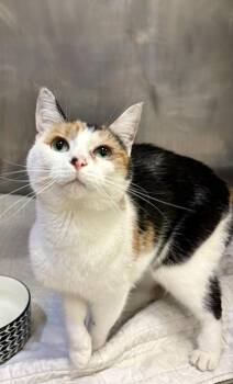 Domestic Short Hair Cats Available for Adoption in Lafayette, Indiana - Elina  | PetCurious