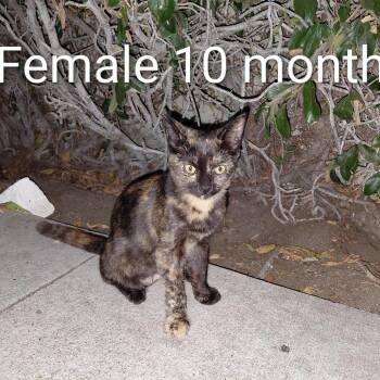 T1_2 -  Domestic Short Hair Cat for Adoption in Long Beach, California - T1_2 | PetCurious