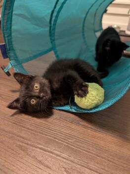 Spackle -  Domestic Short Hair Cat for Adoption in Sherwood, Oregon - Spackle | PetCurious
