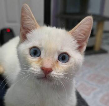 Donut -  Siamese Cat for Adoption in Buford, Georgia - Donut | PetCurious