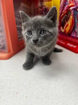 Domestic Short Hair Cats Available for Adoption - Gabbi | PetCurious