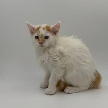 Cheese -  Domestic Long Hair Cat for Adoption in State College, Pennsylvania - Cheese | PetCurious