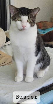 Rescue Domestic Short Hair Cats for Adoption in Oviedo, Florida - Buster | PetCurious